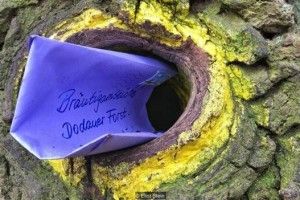 Унікальне дерево, яке допомагає знайти кохання