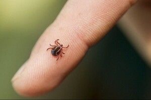 Троє волинян уже звернулись через укуси кліщів