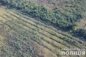 Поліцейські виявили плантації конопель на 10 мільйонів: &laquo;аграріїв&raquo; затримали на гарячому (фото)