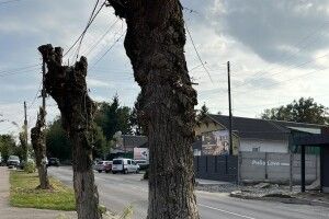 Мер Ковеля пояснив, чому у місті «не буде красивої осені»