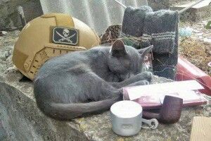 Кішка Машка несла службу разом із військовими на околицях Водяного