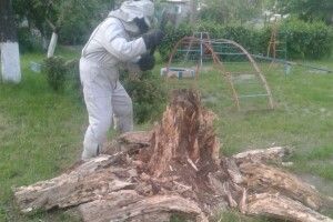 У сарненському дитсадку на майданчику оселився рій шершнів