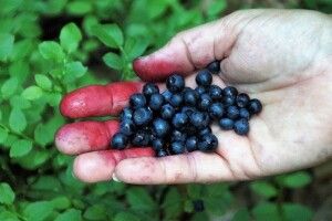 Визначили в яких лісах на Камінь-Каширщині можна збирати ягоди і гриби 