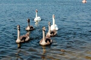 На волинському озері оселилося лебедине сімейство