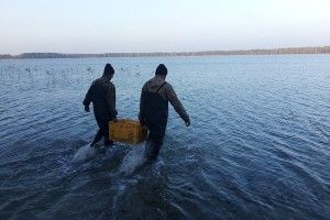 В озера Люцимер, Велике Чорне та Пісочне випущено понад 5 тонн риби
