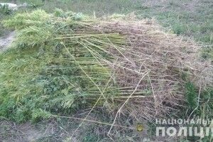 У Горохівському районі знайшли плантацію конопель