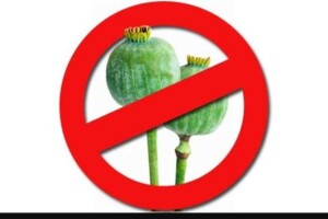 Жительку Волині засудили за велику плантацію маку