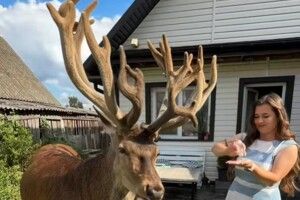 Поліція розшукала водійку, яка збила легендарного на Поліссі оленя Бориса 