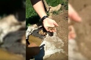 Схрон бойовиків виявили прикордонники (Відео)