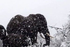 Слони в снігу: Африку замело!