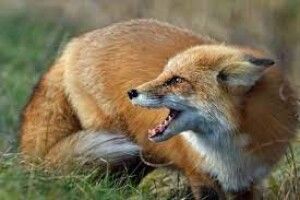 Через хворого лиса у громаді на Волині вакцинують усіх домашніх тварин