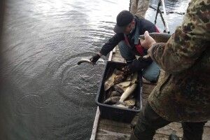 В озеро Павлівське випустили понад тонну риби (Фото)