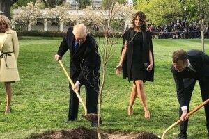 З галявини перед Білим домом зникло деревце, яке посадили Трамп і Макрон