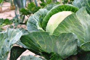 Закарпаття вже готується до збору врожаю капусти