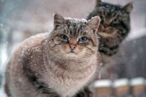 Зима захоче взяти реванш: новий прогноз синоптика