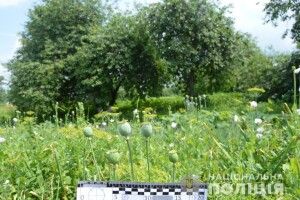 На Волині молодик плекав на городі 500 кущів снодійного маку 