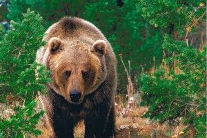 «Поява ведмедя на Волині – безпрецедентний випадок»