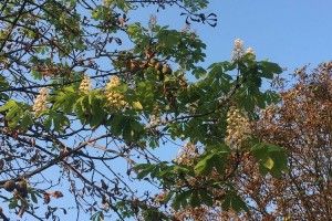 У Луцьку зацвіли каштани