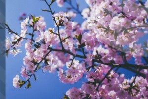 На Волині очікуються дощі та шквали вітру 