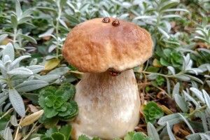 На Рівненщині бедрик-романтик призначив бедринці побачення на шапочці «білого» (Фото)