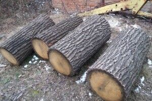 На Волині вкрали шість великих дубів
