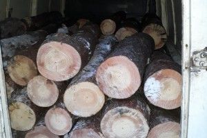 Знову у крадіжці відбірних сосен на Волині фігурує автомобіль «на бляхах»  (Фото)