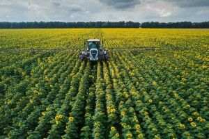 У трьох селах на Волині хімікатами оброблятимуть соняшник