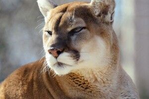 Рівненський зоопарк показав, як під час карантину живуть тамтешні пуми (Відео)