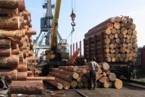 Волинські фіскали розпочали масову перевірку експортерів деревини