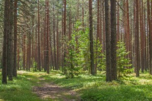  На Волині понад 27 гектарів лісів повернули державі