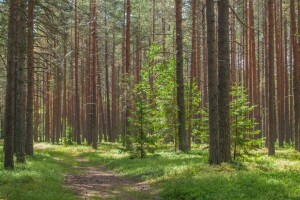 Літня волинянка блукала по лісу три доби