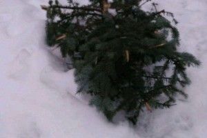 Вандали зрізали ялинку у центральному парку Луцька