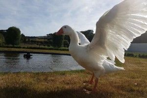 У віці 40 років помер легендарний гусак, який був закоханий у чорного лебедя