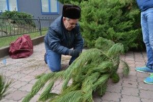 Під час новорічних свят Держлісагенство продало більше півмільйона ялинок