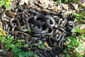 9 серпня: яке свято відзначають та які заборони пов’язані зі Зміїним днем