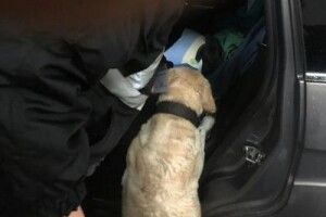 Чотирилапі помічники допомогли прикордонникам виявити наркотичні речовини