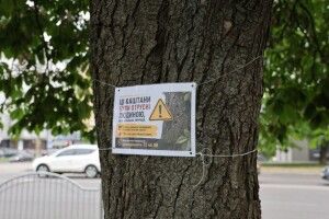 У Луцьку невідомі отруїли півстолітні каштани та липи: комунальники та екологи рятують 8 дорослих дерев