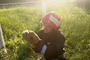 Бійцям ДСНС довелося рятувати трьох совенят, які випали із гнізда (фото)