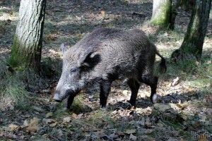У польському місті Познань на територію дитячого садочка увірвалася зграя диких кабанів