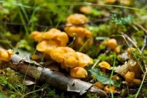 На Волині цьогоріч рекордно рано почали рости гриби лисички (Фото)