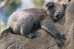 Відзавтра звірина Рівненського зоопарку лягатиме спати на пів години раніше