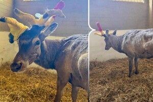 Оленю Борису з Рівненщини доведеться ампутувати роги 