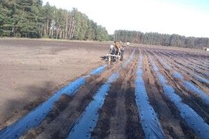Заробітки будуть, як у Польщі: у громаді на Волині круглий рік збиратимуть ягоди
