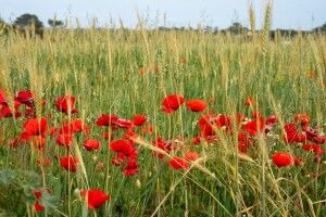 Погода на четвер, 17 червня: волинянам мерзнути не доведеться