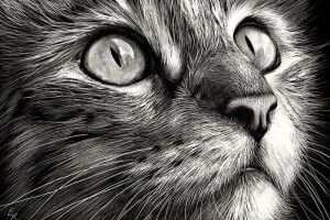 Лучанам безплатно пропонують хвостатий засіб для профілактики коронавірусу (фото)