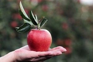  Україна витісняє Польщу з ринку яблук ОАЕ