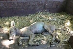 Хто така чупакабра – дізналися фахівці Держпродспоживслужби
