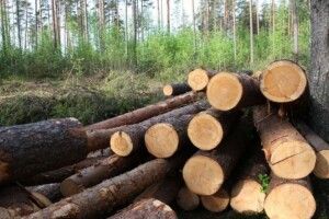 Директору Національного природного парку на Волині повідомлено про підозру у незаконній порубці дерев на території природно-заповідного фонду