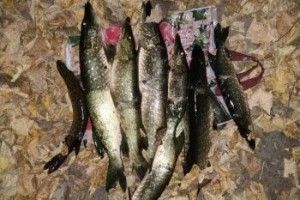 На Хрінницькому водосховищі впіймали двох браконьєрів, які кололи щук острогою