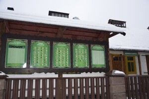 Аби назбирати кілька кг насіння сосни та ялини, доводиться переробити силу-силенну шишок (Фото)